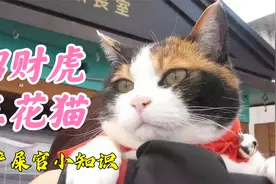 虎年特辑：中华田园猫五虎将第四弹，招财虎三花猫视频封面