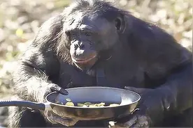 实拍：大猩猩自己生火自己“做饭”还抽烟，网友：简直要成精了视频封面