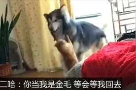 哈士奇与猫咪大战视频封面