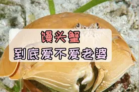逃命都要抱着老婆！男友力爆棚的馒头蟹，真的是爱老婆吗？视频封面