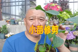 扦插成活的小苗、筷子苗，开花并检验对版后，按这方法修剪！视频封面