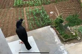 有专家说鸟类这样其实是在自杀，今天还原真相，真实原因是这样视频封面