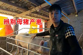 如何辨别母猪即将产崽？阿弟教你一招，轻松掌握母猪产崽时间
