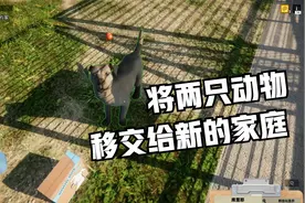 《动物收容所》流程 （2）将两只动物移交给新的家庭视频封面