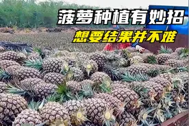 教你园艺小技巧，种植菠萝有妙招，看完涨知识了视频封面