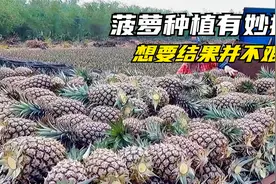 教你园艺小技巧，种植菠萝有妙招，看完涨知识了视频封面