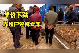 实拍河南羊市场交易过程，讨价还价不停，大小羊随便挑过称等卖视频封面