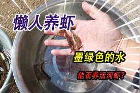 教你一招如何养野采回来的河虾，水都成了墨绿色了，还能养河虾吗视频封面