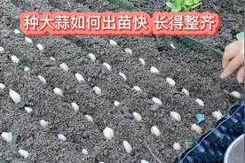 种蒜苗选对时间用对方法 1天长根出苗7天长叶  20天就能吃视频封面