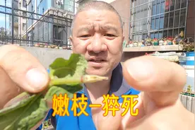 绣球花某个嫩枝条“猝死”了，到底是怎么回事？园艺人猜想分析视频封面