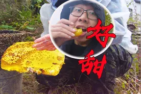 农村大爷野外散养蜜蜂，徒手取土蜂蜜，直接吃好甜丨记录全过程！