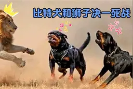 巨蟒大战大猩猩！最精彩的动物战斗场面，每一秒都不能错失视频封面