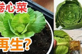 卷心菜再生实验, 不用种子种菜可以吗视频封面