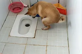 为什么狗狗排便要不停的转圈，真实原因让人们对狗刮目相看