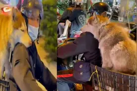 路上偶遇一只哈士奇，非常乖的坐在主人的后座上，太治愈了！视频封面