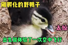 刚孵化的野鸭子，刚出生就体验了一次空中飞行，太惊险了