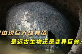 河边发现新奇怪异蛋，一查才知道是远古生物视频封面