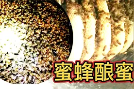清明节前后是分蜂旺季，养蜂要注意观察蜜蜂动向，直观蜜蜂酿蜜视频封面