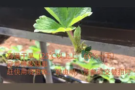 草莓育苗高温干燥易爆发蚜虫五天不治住，苗不保快用吡虫啉苦参碱