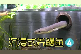 养野外抓来的小鳗鱼4，尝试喂蝎子和鹌鹑给鳗鱼吃，它会吃吗？