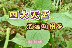 打得周身垮，离不开四块瓦？野外的四块瓦原来有这么多的厉害功能