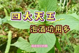 打得周身垮，离不开四块瓦？野外的四块瓦原来有这么多的厉害功能