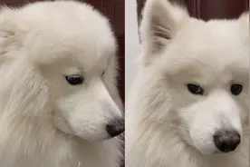 太可爱了！重庆一主人责问犯错狗子，狗狗直接闭耳不听惹爆笑