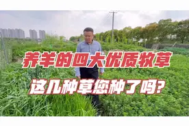 养羊的四大优质牧草，这样饲喂满足羊的生长需求，您种了吗？视频封面