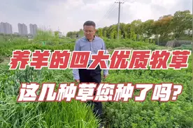 养羊的四大优质牧草，这样饲喂满足羊的生长需求，您种了吗？视频封面