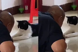 女儿想养猫，爸爸直言敢带回来就把猫扔掉，结果秒变“真香”现场视频封面