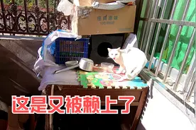 家里有13只猫2个狗，还是忍不住喂外面的猫，这下好了被赖上了视频封面