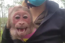 小猴子调皮把猴爪骨头伤了，女孩带两只萌宠猴子去拍片，猴子真乖视频封面