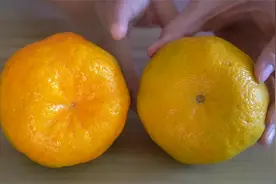 买橘子要选“母”的，底部一眼就能辨清，皮薄肉香甜，10拿9个准视频封面