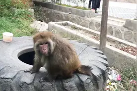 小伙自驾游进藏，被人栓起来的猴子太凶了，差点被抓上视频封面