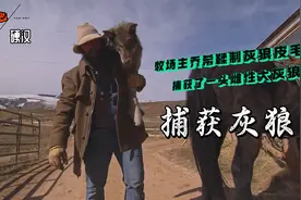 山地硬汉：猎人乔希捕获一头雌性大灰狼为牧场新生牛犊保平安视频封面