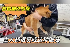 母柴犬洗澡时极力反抗，主人虽然看着心疼，但是很赞成这样的做法视频封面