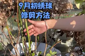 绣球8月底没来及修剪，9月初也不晚，本期教大家修剪方法视频封面