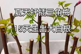 夏天扦插三角梅，15天生出大白根，视频为证看看我是怎么做到的！视频封面