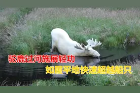 驼鹿穿过小河，施展水上漂轻功，如履平地快速的超越船只视频封面