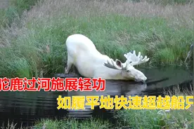 驼鹿穿过小河，施展水上漂轻功，如履平地快速的超越船只视频封面