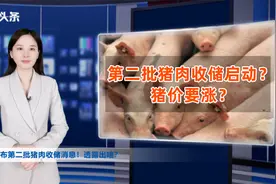 重磅！年内第二批猪肉收储消息公布！透露出啥？猪价要涨？