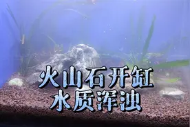 鱼缸火山石开缸浑水怎么办？火山石颗粒底砂不洗，也能水清澈方法视频封面
