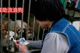 69岁甘阿姨，一个人出钱出力，坚持救助了300多只流浪狗视频封面