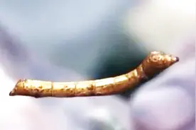 经典传奇：淘金挖到鎏金铜蚕，文物贩子重金收购，男子却上交了视频封面