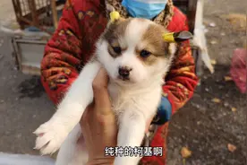 宠物市场里买狗，遇到这种千万不能要视频封面