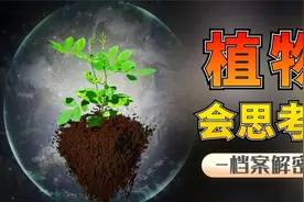 能思考还会记仇的植物们，原来植物也会被“语言暴力”骂死！视频封面
