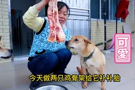 狗狗怀孕快60天，给它鸡骨架补一补，没想到吃不完就要生了？视频封面