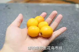 金桔在家里可以种盆栽？园艺师教你，留下金桔籽，2个月收获盆栽