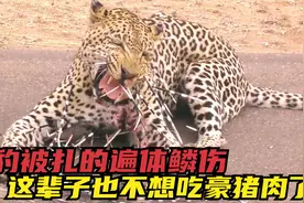 花豹嘴贱捕杀一只豪猪，被豪猪刺的遍体鳞伤，可怜的样子让人心疼视频封面