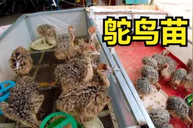 网友问南宁哪里有鸵鸟苗？终于在禽苗市场找到了，看看多少钱一只视频封面